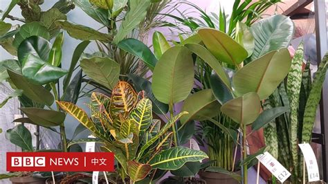 綠植物|人與自然：室內綠植為何有助於改善身心健康與生活環。